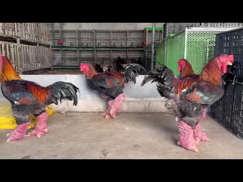 Gà Thịt Chất Lượng tai Trại gà Đông Tảo Q12