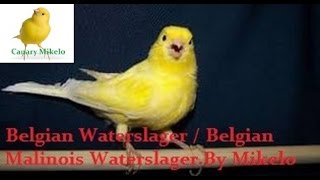 Download lagu Belgian Waterslager / Belgian Malinois Waterslager training song vol. 2 mp3 Download lagu Belgian Waterslager / Belgian Malinois Waterslager training song vol. 2 mp3
