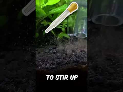 Say Goodbye to Dirty Planted Tanks: A Step-by-Step Gravel Vacuuming