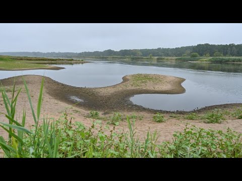 Environmental disaster on the Oder: Impacts on nature and the economy are dramatic