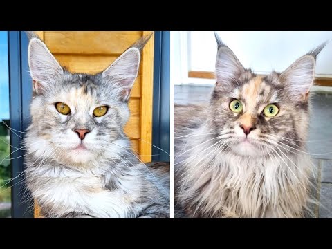 Cat Sisters Meet After 9 Months Apart - Do They Recognize Each Other?