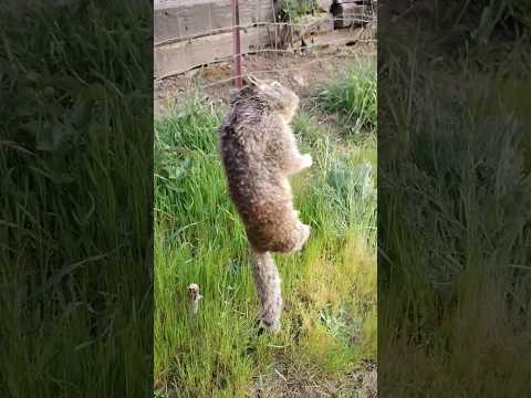 Snaring squirrels: A snare that works!!! #survival #snares #trapping #traps #trapline