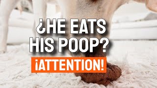 🐶💩¿WHY does my DOG EAT eat HIS POOP?