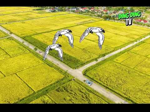 CON CÒ BAY LẢ BAY LA