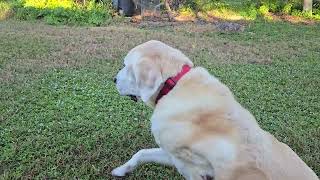 Hamish fetch and Simon chases