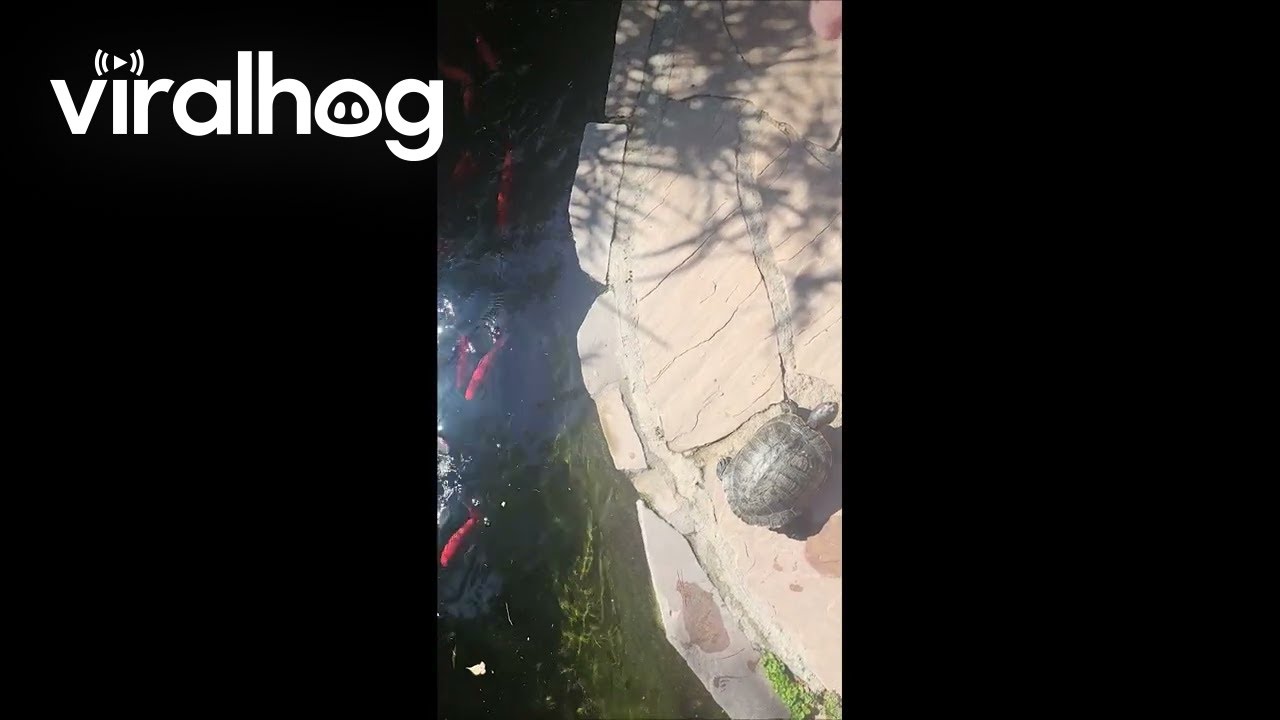 Time to Feed Some Turtles || ViralHog