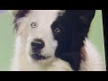 Mike The Dog On The Kidsongs TV Show
