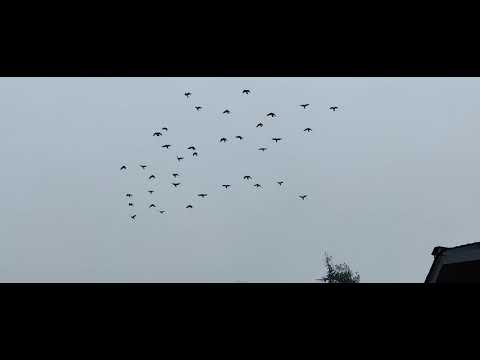Pigeon Army fighter squadron flies around in formation!