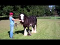 Guthrie Sterling Rex 2011 Gypsy Cob Stallion