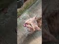 Hungry Cat Meow Too Loud And Angry Shorts