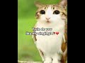 🫩 Meowl Cat Meme Singing Yay