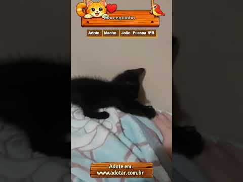 Vídeo de Morceguinho