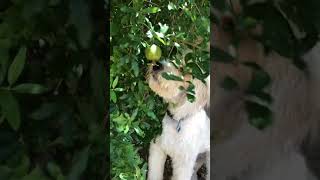 Ruxin and the Pomegranate