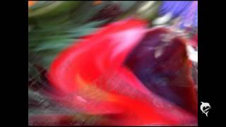 ALPHA . RAIN . [unofficial fan video]