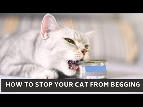 How to stop your cat from begging || How to stop your cat from begging for food