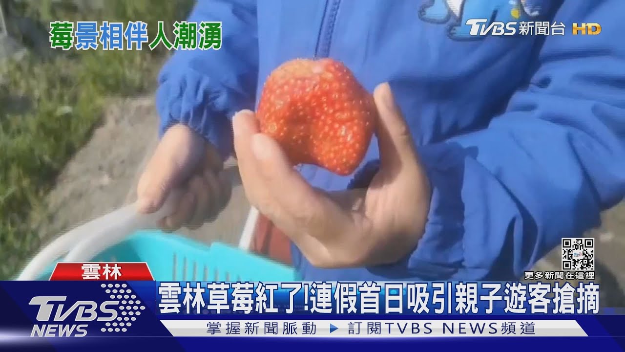 雲林草莓紅了!連假首日吸引親子遊客搶摘