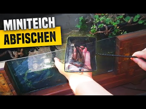 Der Dario Mini-Teich wird abgefischt: Ende der Outdooraquaristik 2022