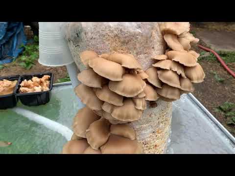 Pohu Mushroom Outdoor Harvest