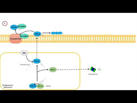 Overview of Glycolysis Basics for Beginners Biochemistry Lesson