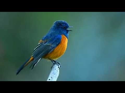 Žltochvost modrý (Phoenicurus frontalis) — hlas a správanie v prírode