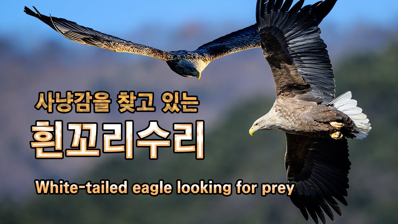흰꼬리수리 비행 유튜브 썸네일