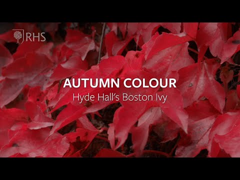 Autumn colour inspiration from RHS Hyde Hall's Boston Ivy | Grow at Home | RHS