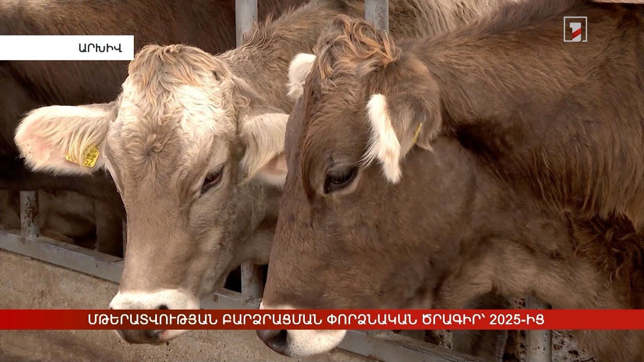 Պետությունը կփոխհատուցի կովերի արհեստական սերմնավորման ծախսերի 70 տոկոսը