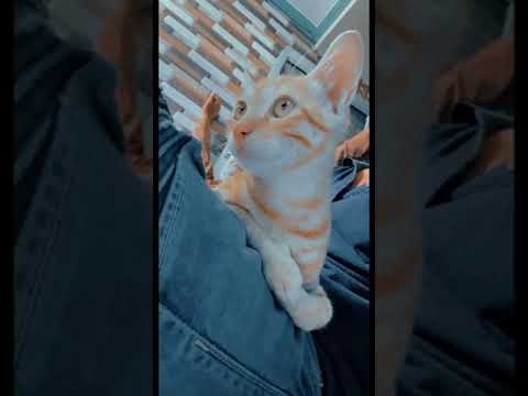 #foryou #catvideos #cat #cats #dimpy#viral