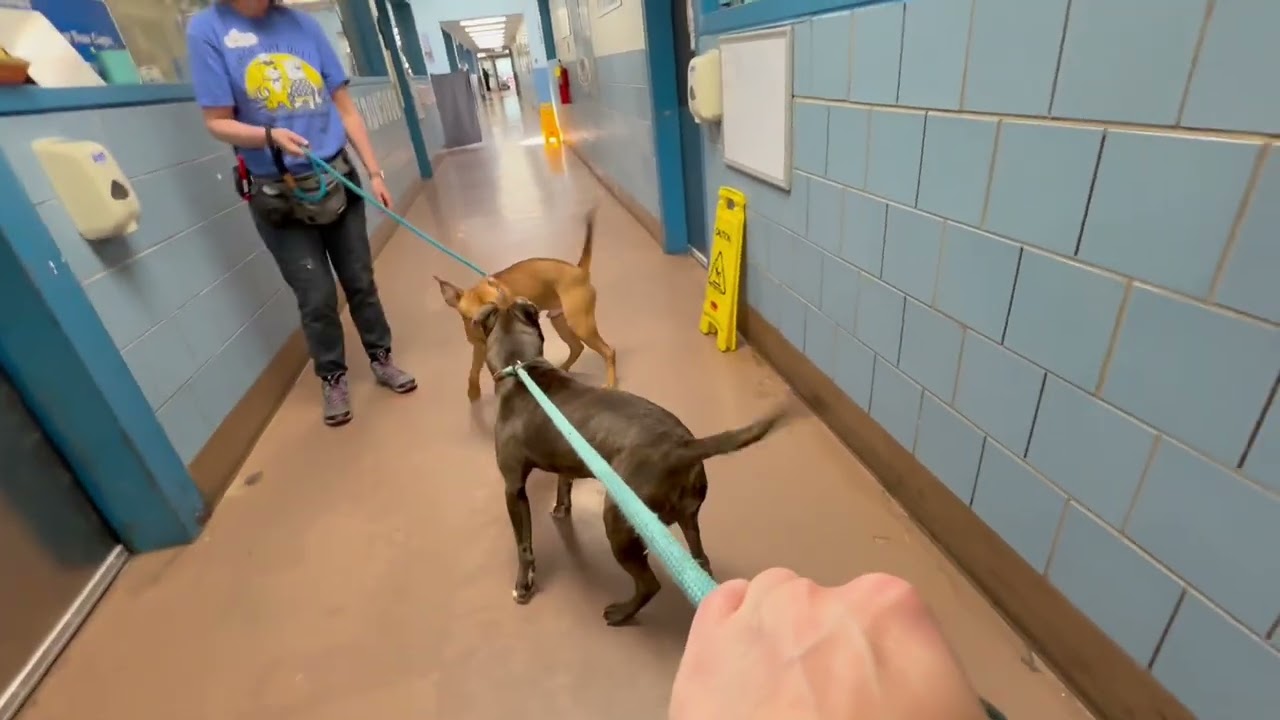 Fisherman's Leash Test