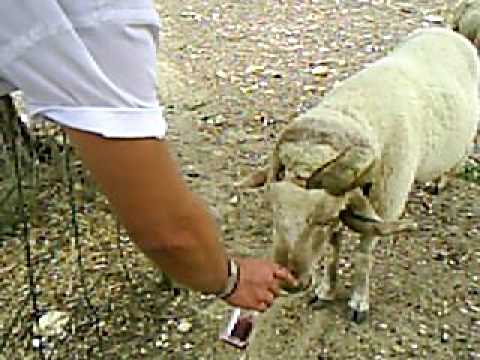 EMBORRACHANDO A LA CABRA DE LA LEGION.