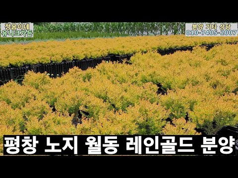 2023-33 유니크가든 근황 및 레인골드 분양 / 평창 봉평에서 노지월동 /