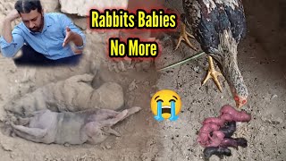 Our Rabbit Babies No More 😢 Hen Attack on Bunny Babies | No More Bunny Babies