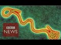 Ebola: A hunt for the cure - BBC News - YouTube