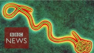 Ebola: A hunt for the cure - BBC News