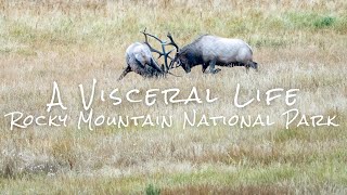 Rocky Mountain National Park & Camping at Estes Park Jellystone Campground #nationalparks