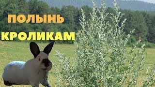 Горькая, полезная полынь в питании кроликов