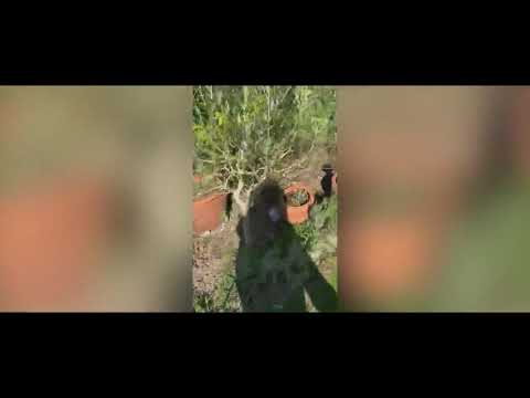 Uriah Heep Lock Down Diaries - The Wizard, Frogs, Fish and Music in Mick's Garden