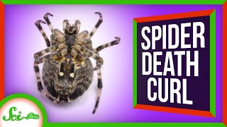 Why Spiders Curl Up When They Die