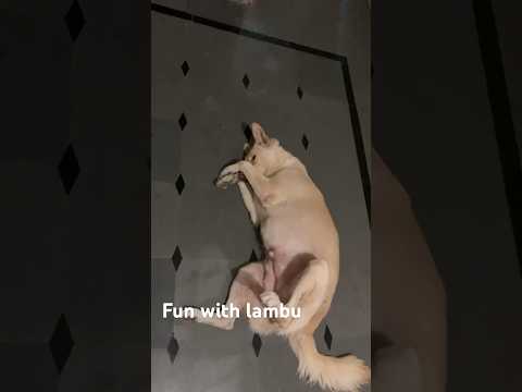 Lambu ke saath masti 😄😄#dog #funny #dogshorts #shorts