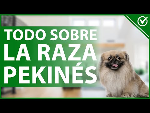 🐩 Pekingese Dog: Origin, Characteristics, Temperament - Breed Details 🐩