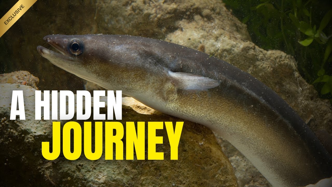 The Life of an Eel: A Journey No One Has Ever Seen