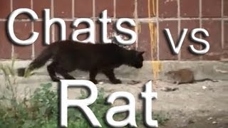 004 CHATS VS RATS