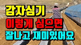 하지감자 파종기 만들어 편하게 감자심어요