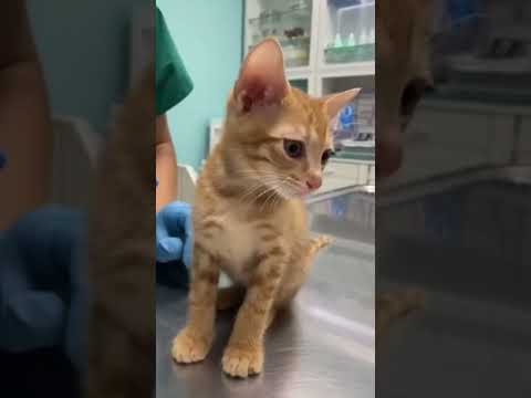 Lo Que Le Pasó al Gatito Atrapado Te Hará Llorar