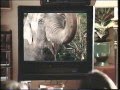 Opening To Lady And The Tramp 1998 VHS