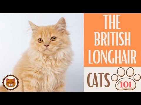 🐱 Cats 101 🐱 BRITISH LONGHAIR CAT - Top Cat Facts about the BRITISH LONG #KittensCorner