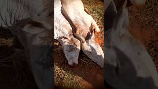 engancharam os chifres