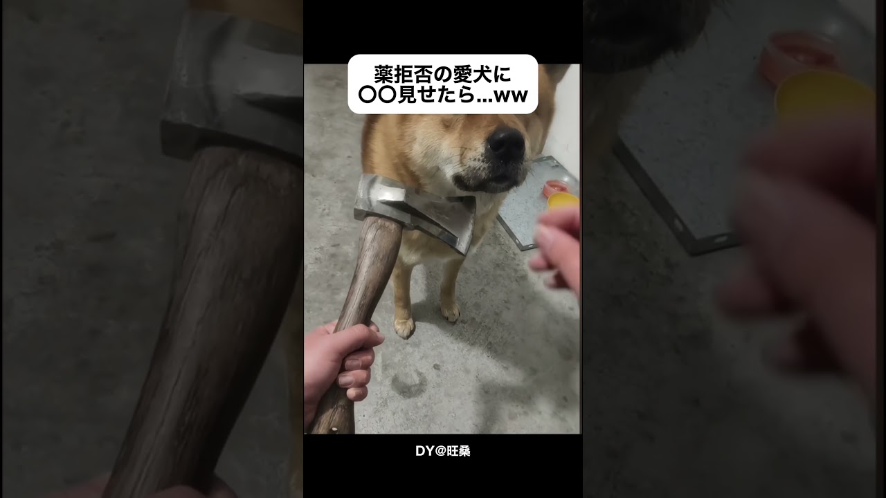 薬拒否の愛犬がある物を見た瞬間…