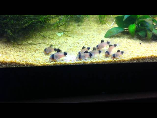 Corydoras Panda