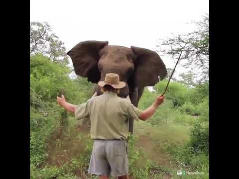 HOMEM EVITA ATAQUE DE ELEFANTE: saiba como ele conseguiu | Animais | VIX